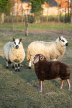 J-Line decoratie Schaap Hoorns - polyresin - bruin