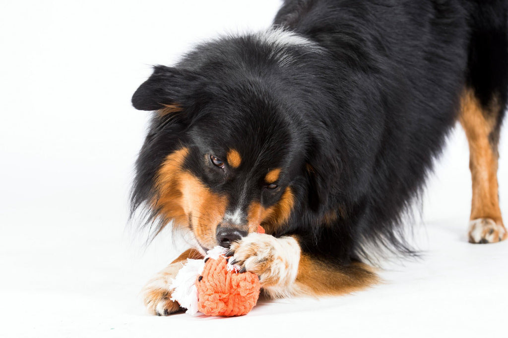Timothy Tiger - cultspeelgoed voor honden