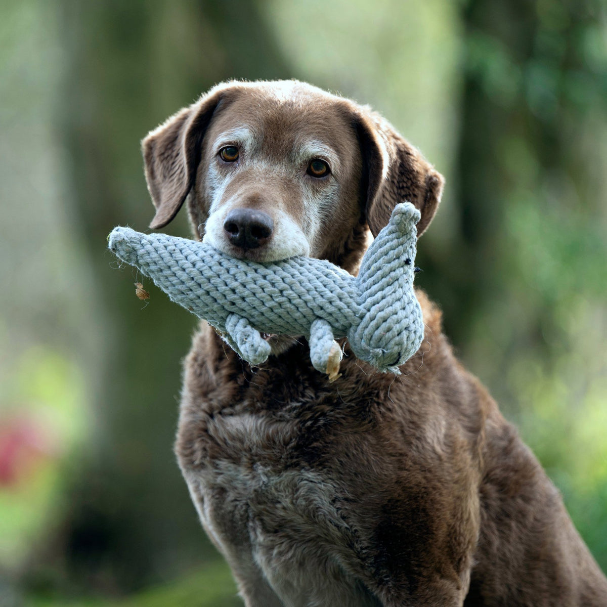 Nina nijlpaard - cultspeelgoed voor honden