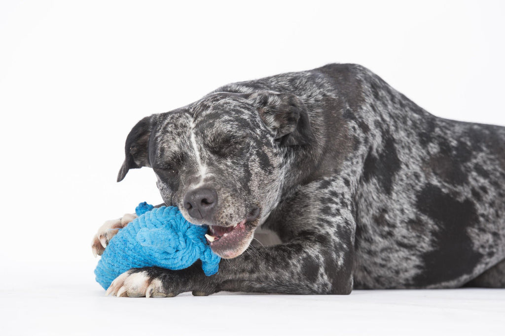 Kurt Kangaroo - cultspeelgoed voor honden