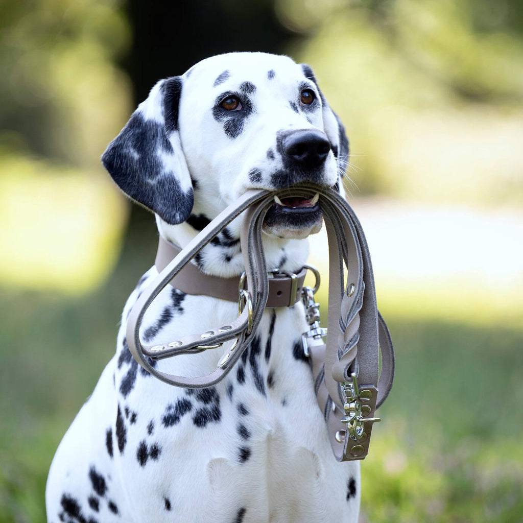 Giro leren halsband voor honden