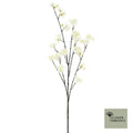 Prunus Denver spuitcrème 105cm