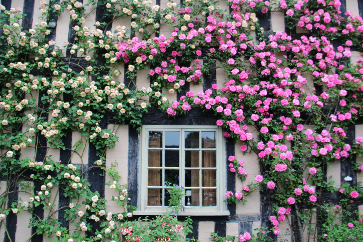 Tuin als God in Engeland. De slimme trucs van Britse tuiniers