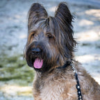 Giro leren riem voor honden