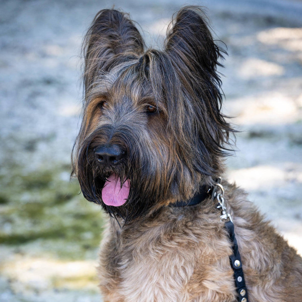 Giro leren riem voor honden
