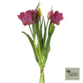 Abrahams tulpen Sally beauty 40cm