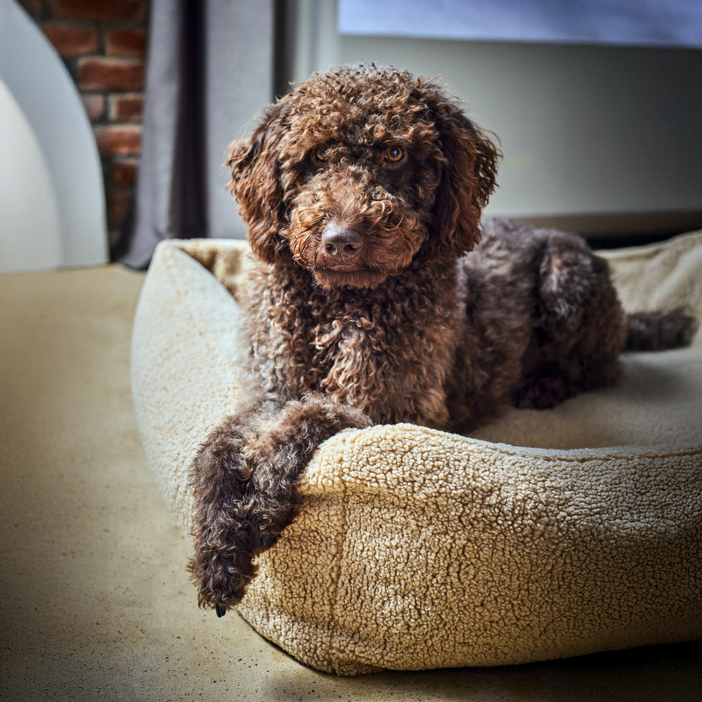 Teddy I Klassiek Hundebett