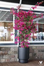 Plantenpot SALE! - Almstok black - korting reeds in de prijs verwerkt. OP=OP