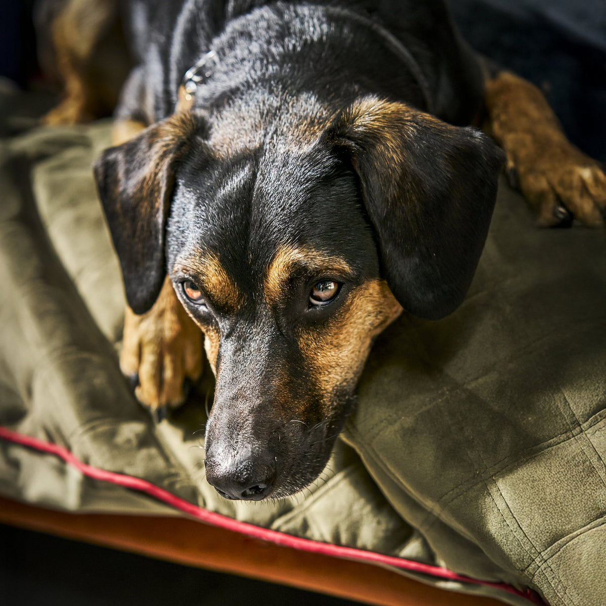 Oxford fluwelen deken voor honden
