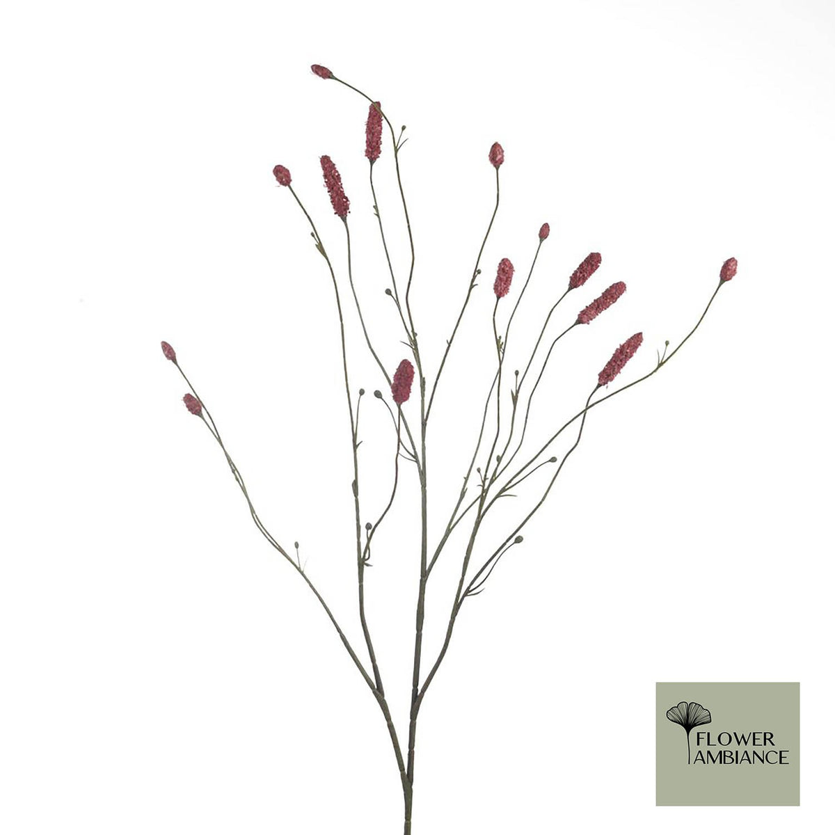 Sanguisorba L109cm Magenta
