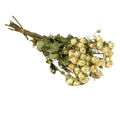 Droogbloemen - Trosrozen Natuurlijk Wit