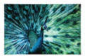 J-Line Wanddecoratie pauw - glas - blauw/groen