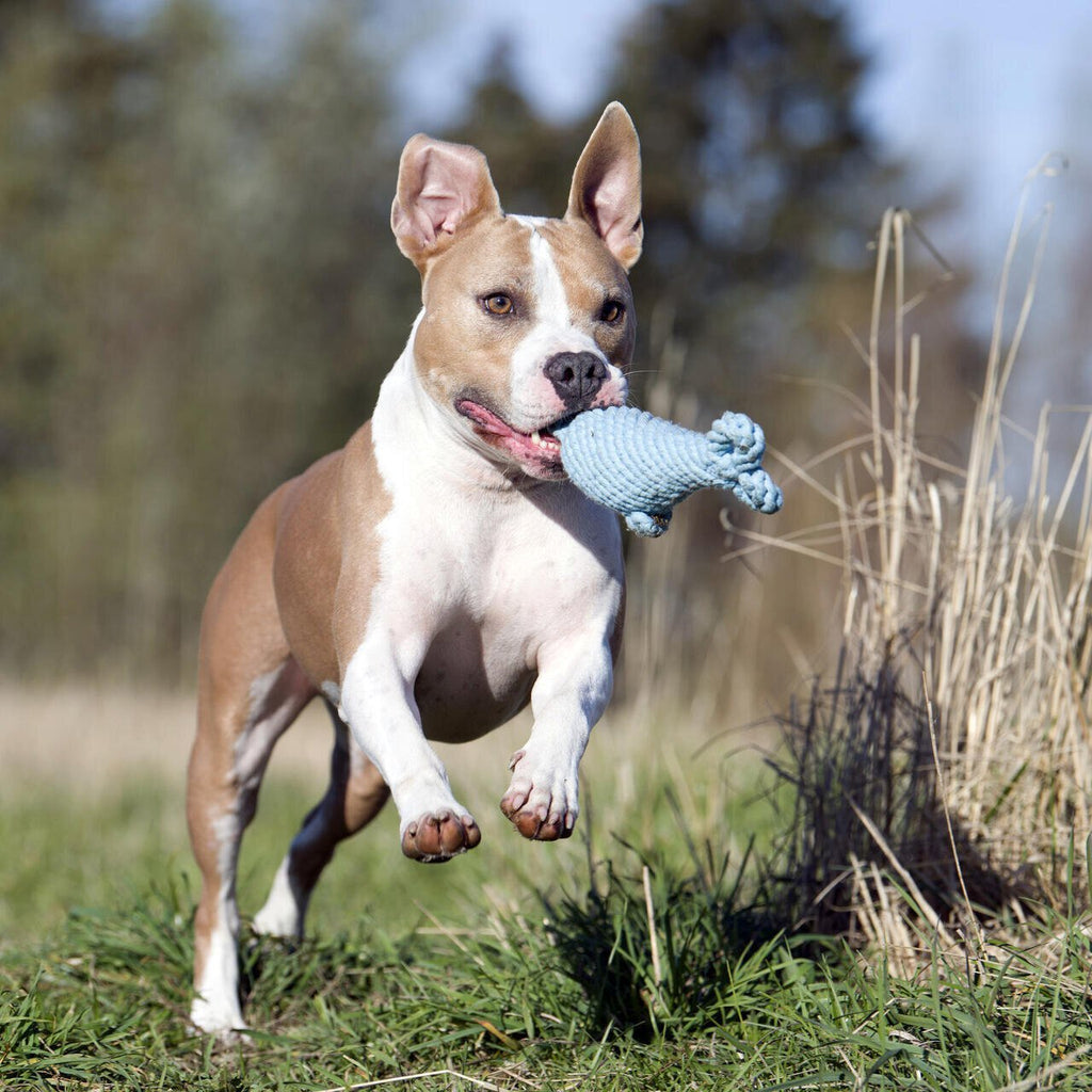 Didi Delfin - cultspeelgoed voor honden