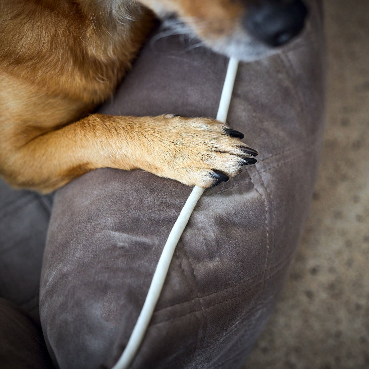 Oxford I Klassieke Hundebett