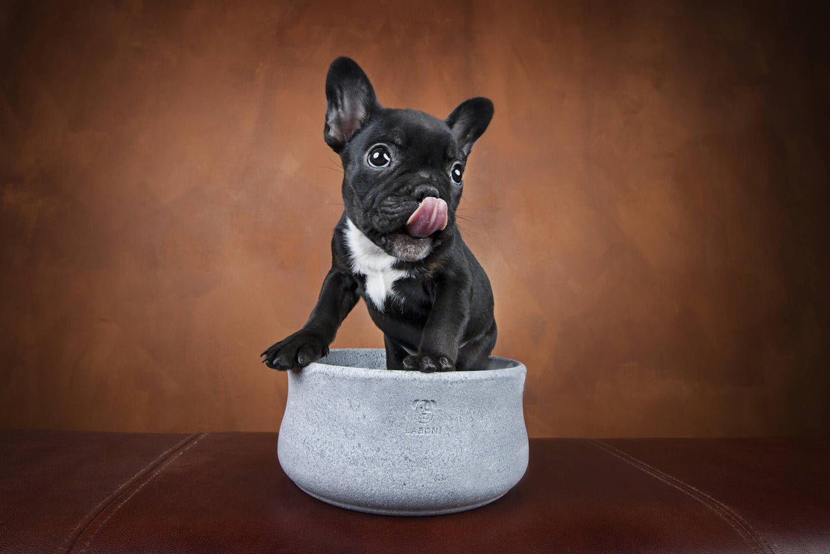 Rocky - elegante voerbak voor honden en katten