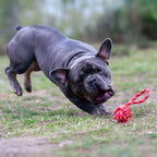 Mini-slingbal - cultspeelgoed voor honden