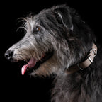 Giro leren halsband voor honden