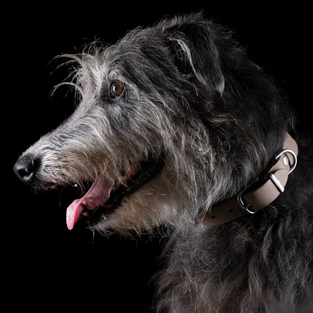 Giro leren halsband voor honden