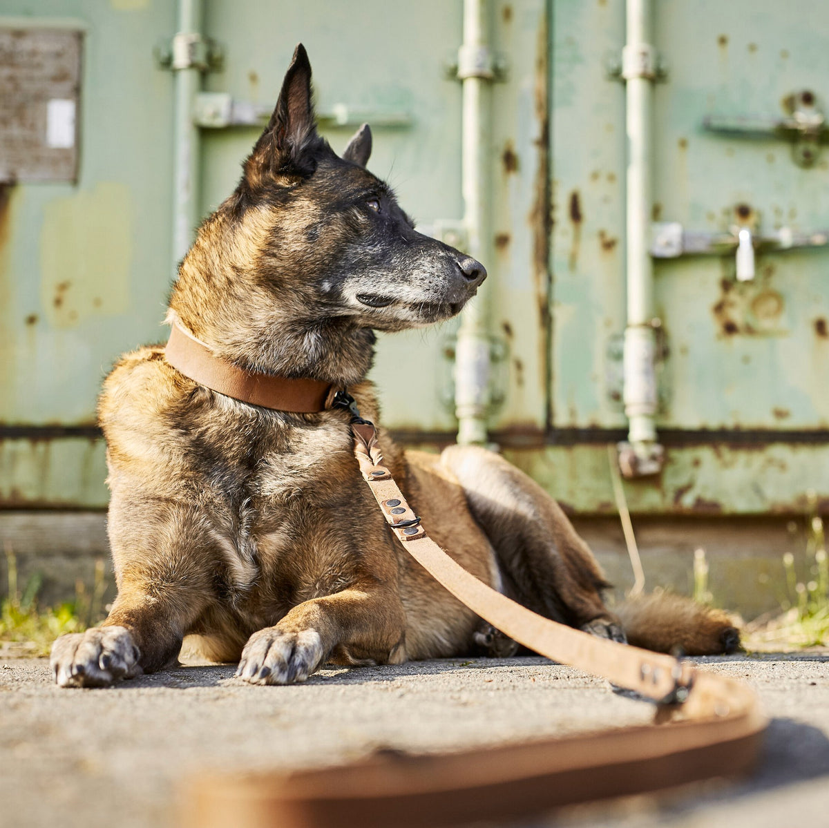 Giro leren halsband voor honden