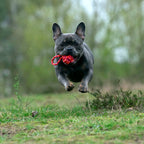Mini-slingbal - cultspeelgoed voor honden