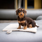 Opvouwbare reisdeken voor honden – Feltro