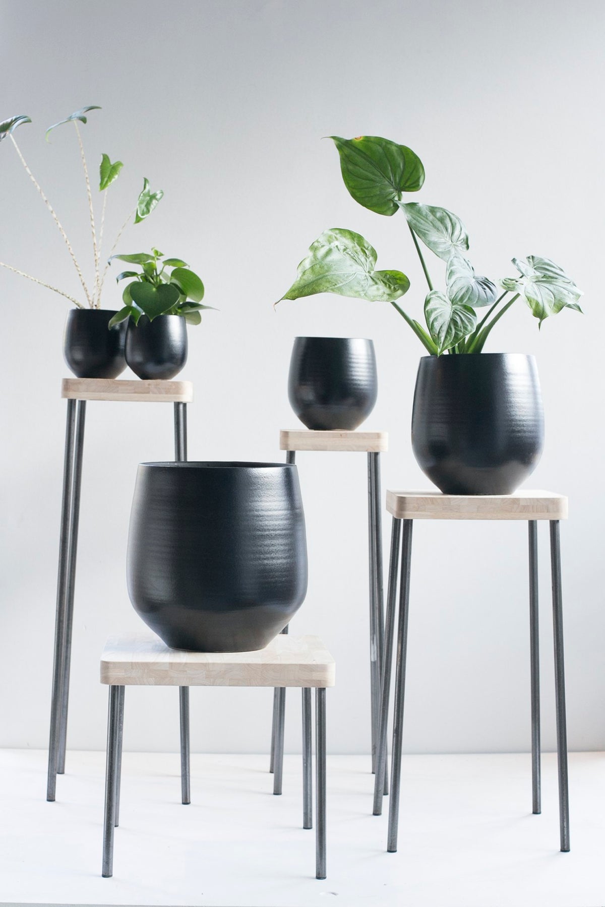 Caisa plantentafel