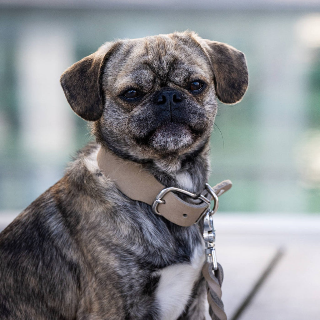 Giro leren halsband voor honden