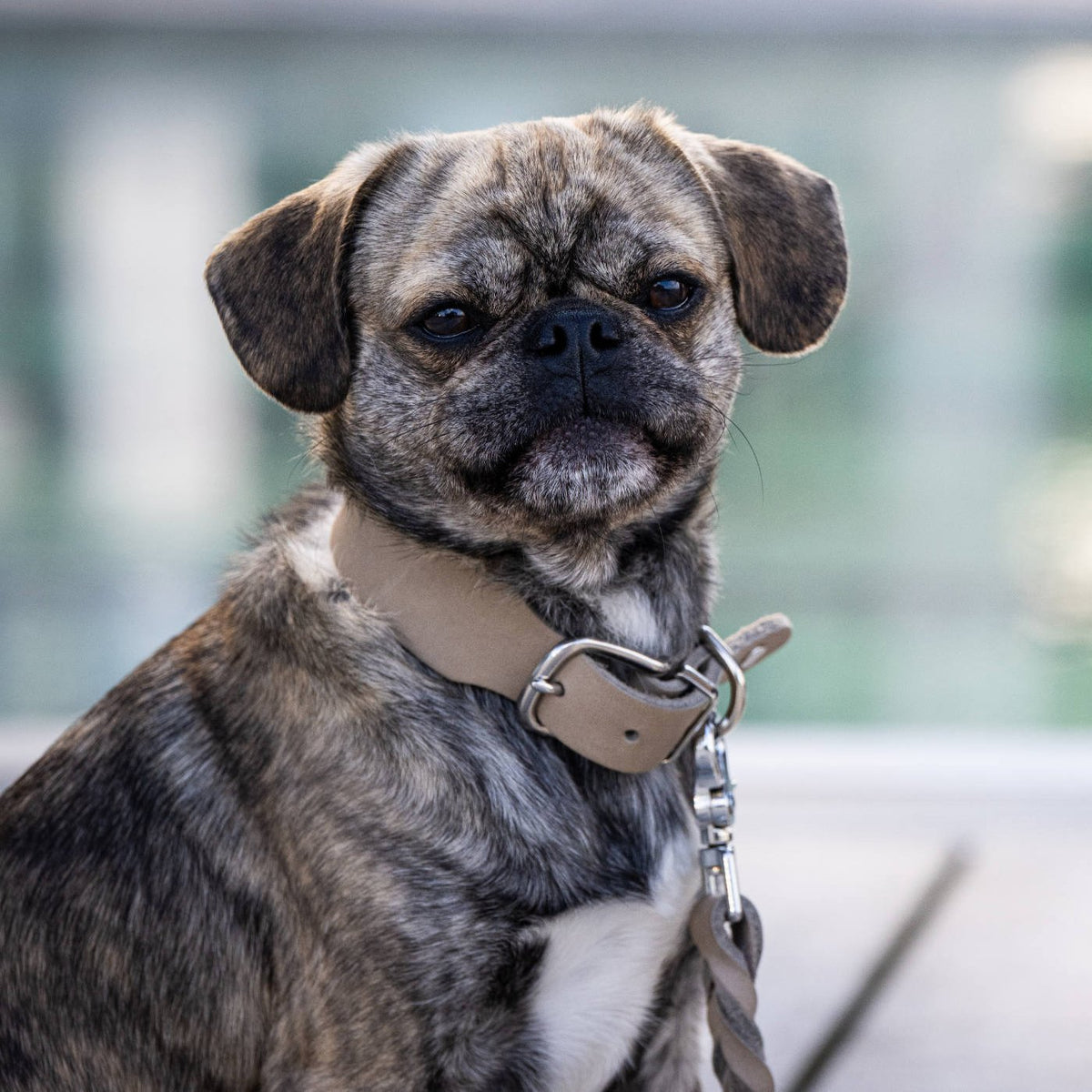 Giro leren halsband voor honden