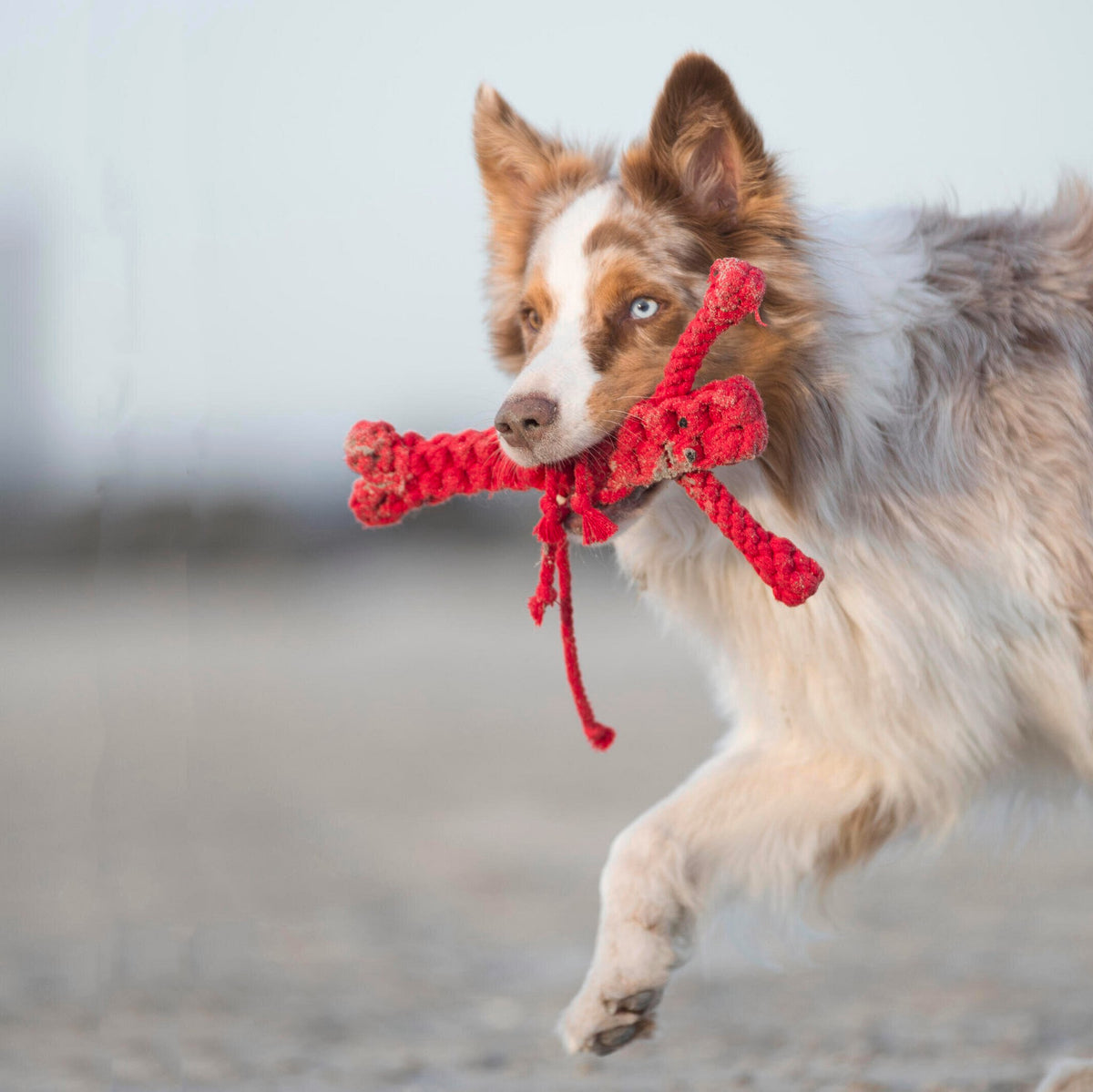 Hugo Hummer - cultspeelgoed voor honden