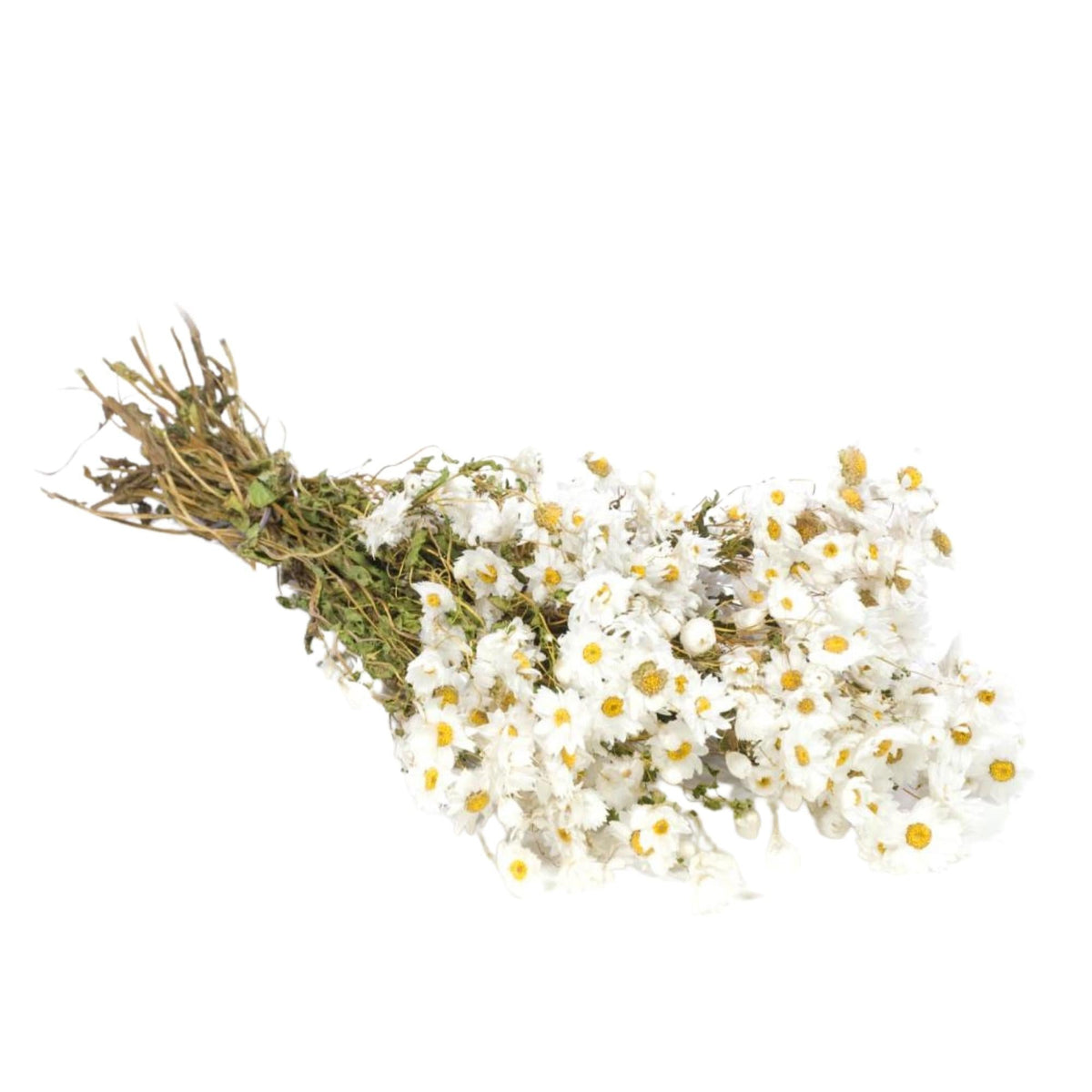 Droogbloemen - Rodanthe Natuurlijk Wit
