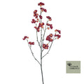 Bitterzoete bes rood 66cm