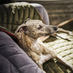 Oxford fluwelen deken voor honden