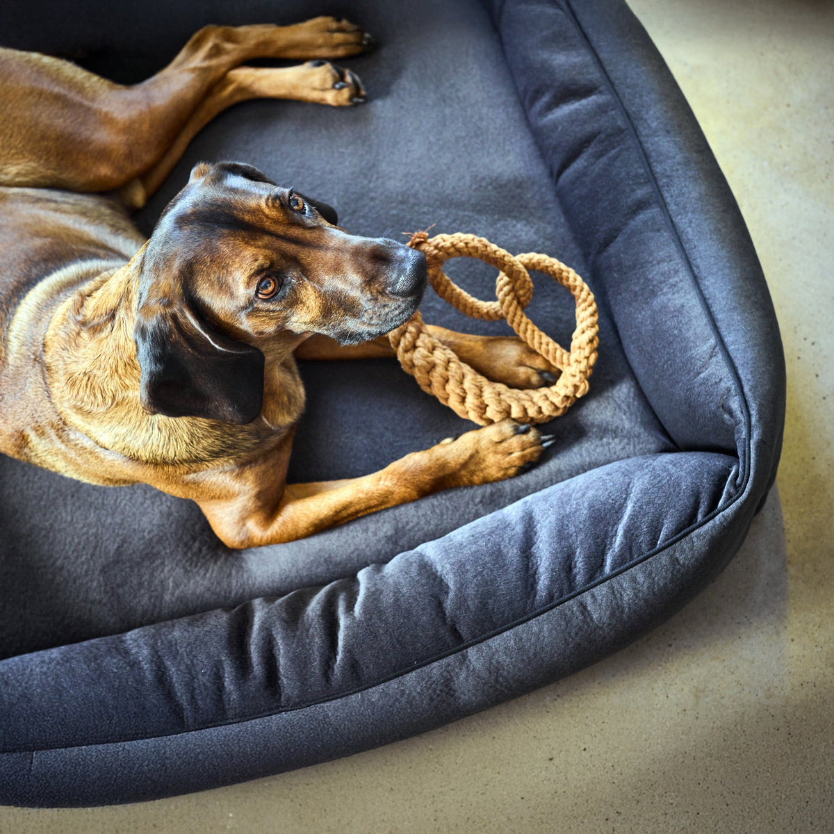 Buffel Ortho | Premium orthopedisch hondenbed