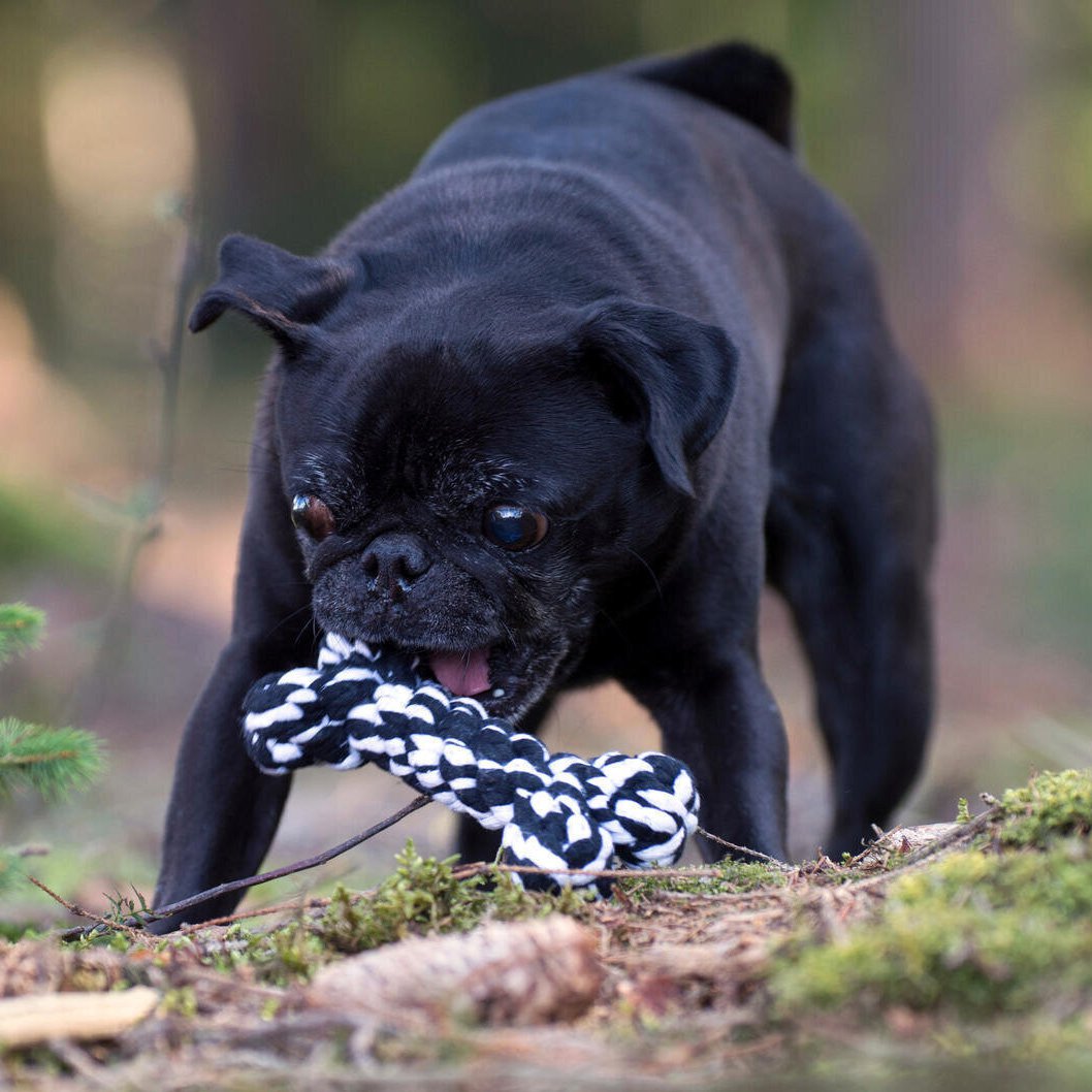 Bonnie Bone - cultspeelgoed voor honden