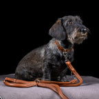 Amici - Elegante ronde riem voor modebewuste hondenliefhebbers