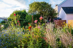 Ik droom van een cottage-tuin. Verliefd op delphiniums, phlox & vingerhoedskruid