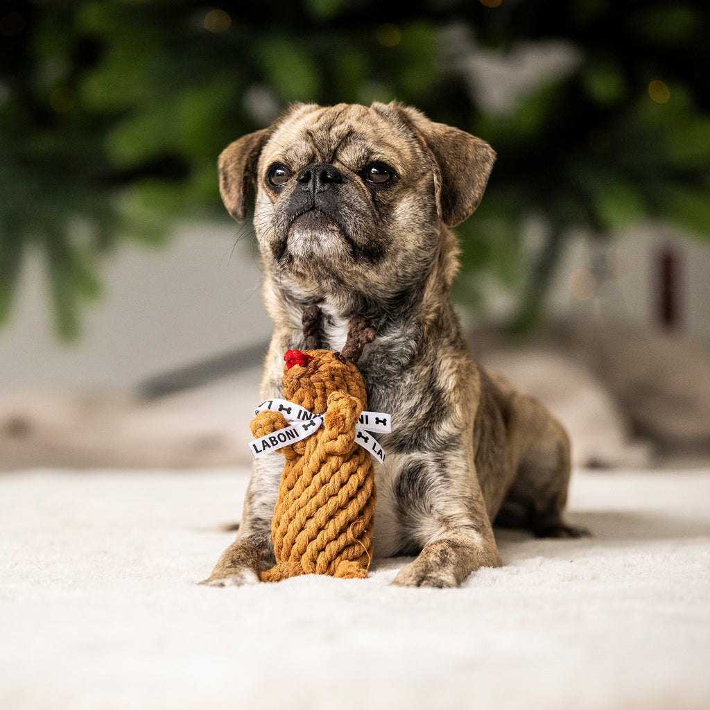 Rudi Rendier - cultspeelgoed voor honden