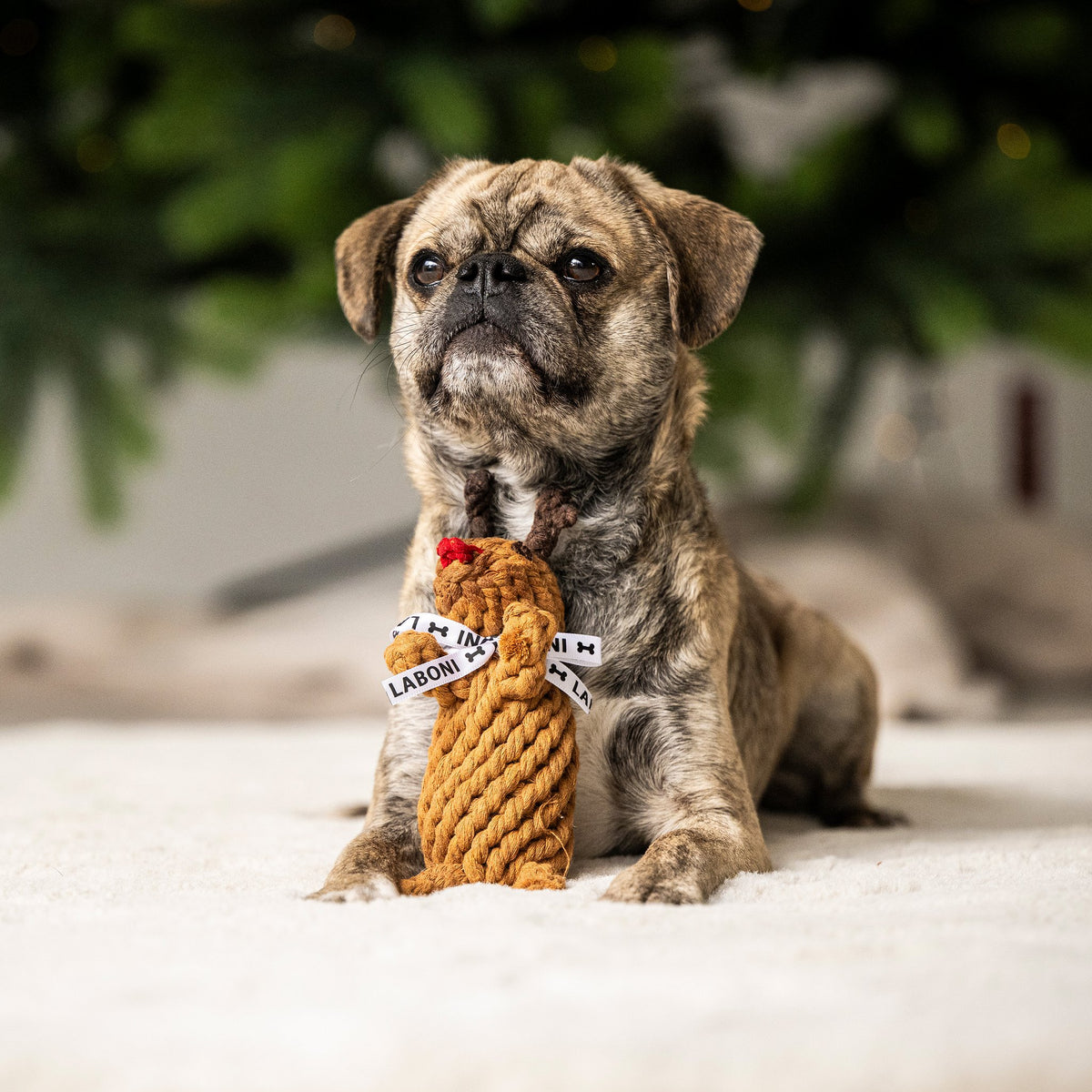 Rudi Rendier - cultspeelgoed voor honden