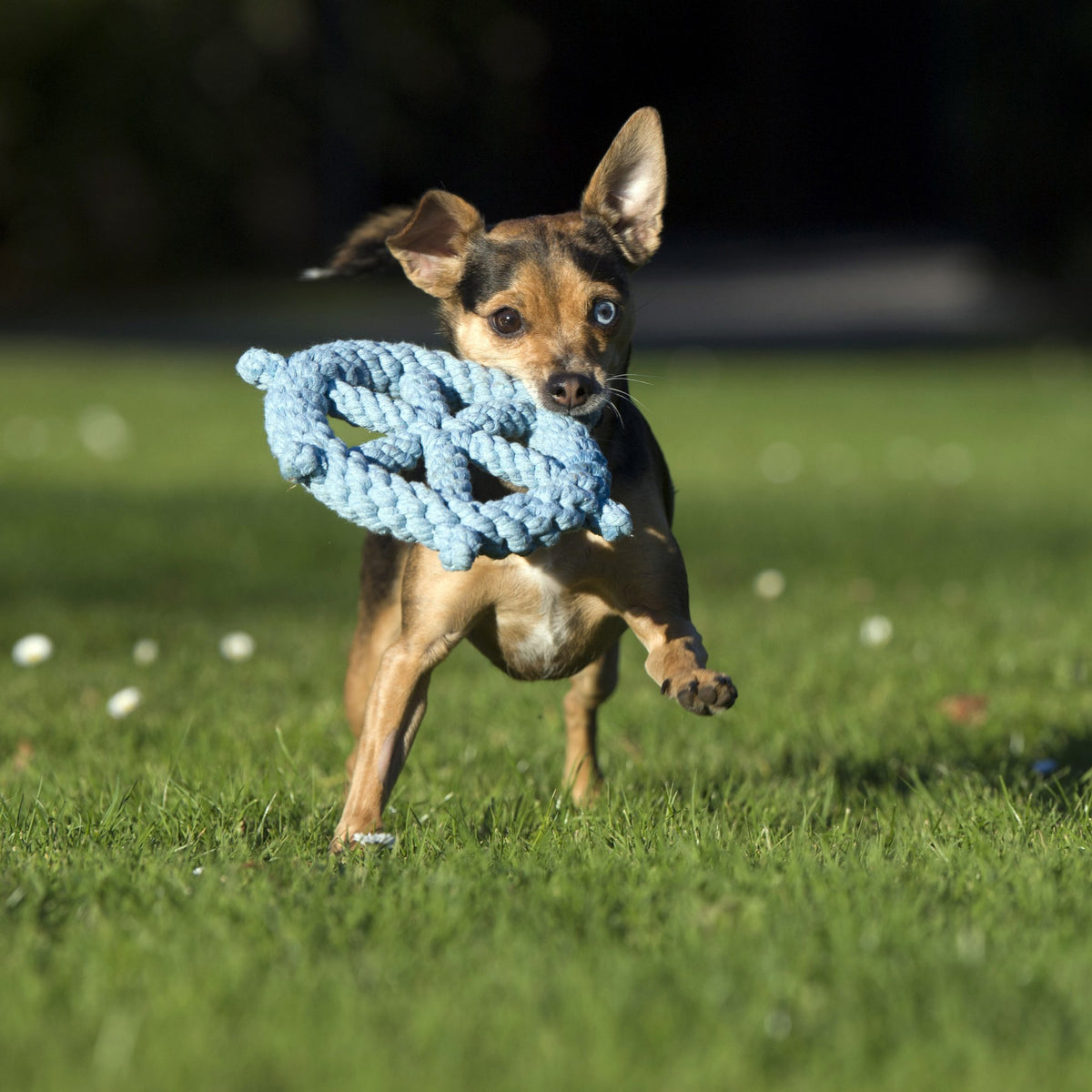 Skipper - cultspeelgoed voor honden