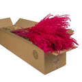 Droogbloemen - Miscanthus Cerise 5st