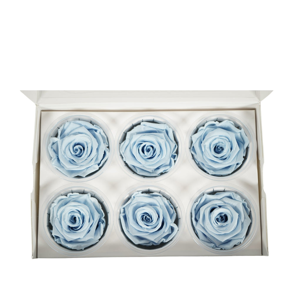 Rose Standaard W-Box 6 lavendel