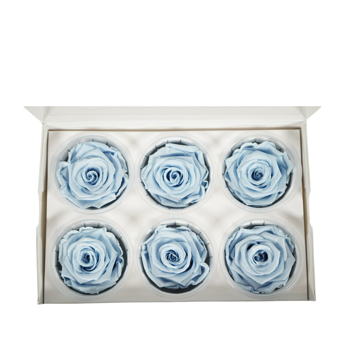 Rose Standaard W-Box 6 lavendel