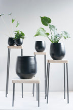 Caisa plantentafel