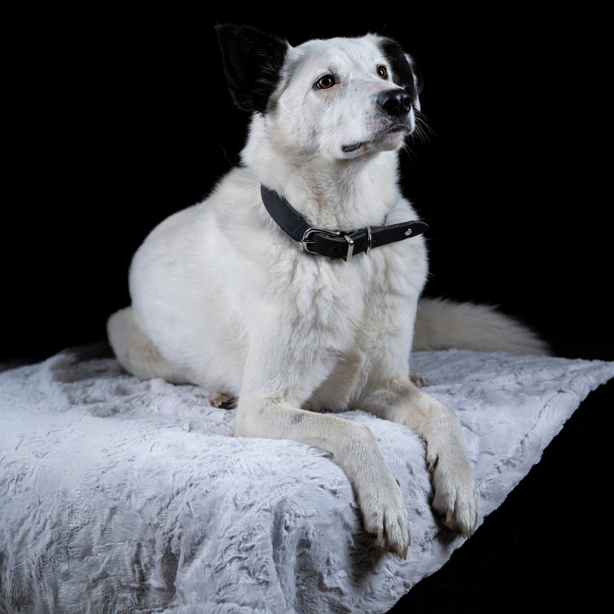 Cosy knuffeldeken voor honden