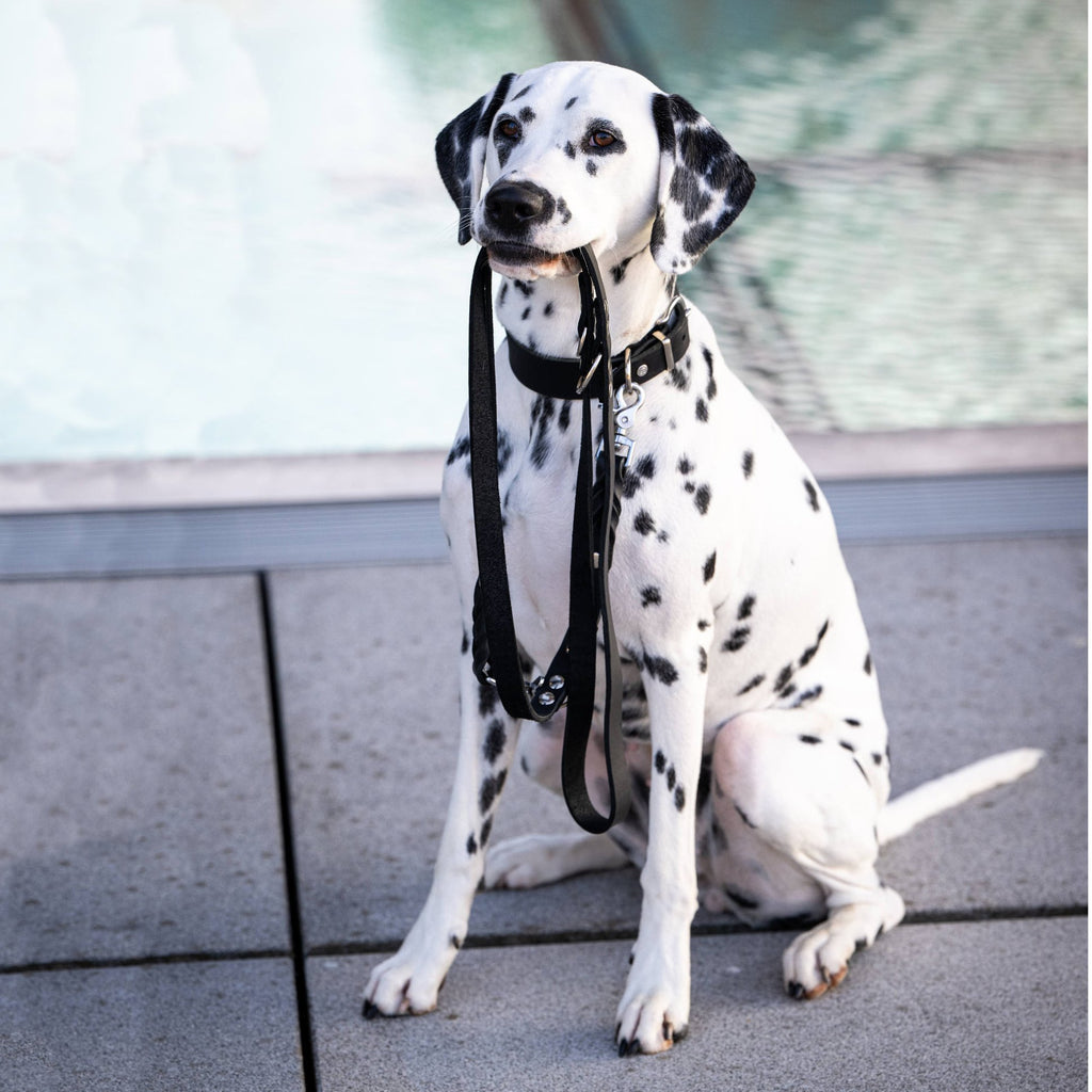 Giro leren riem voor honden