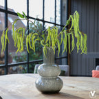 Vaas - Lindi Elite grey