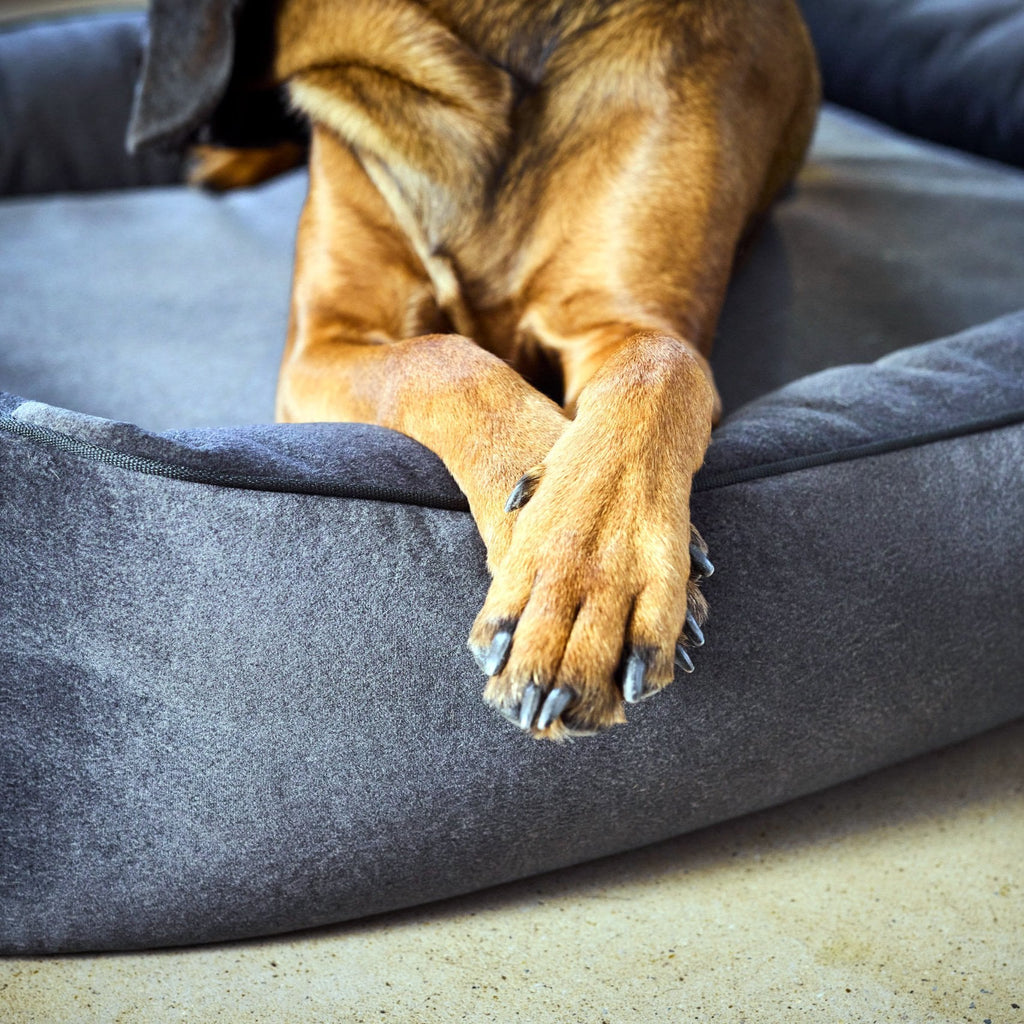 Buffel Ortho | Premium orthopedisch hondenbed