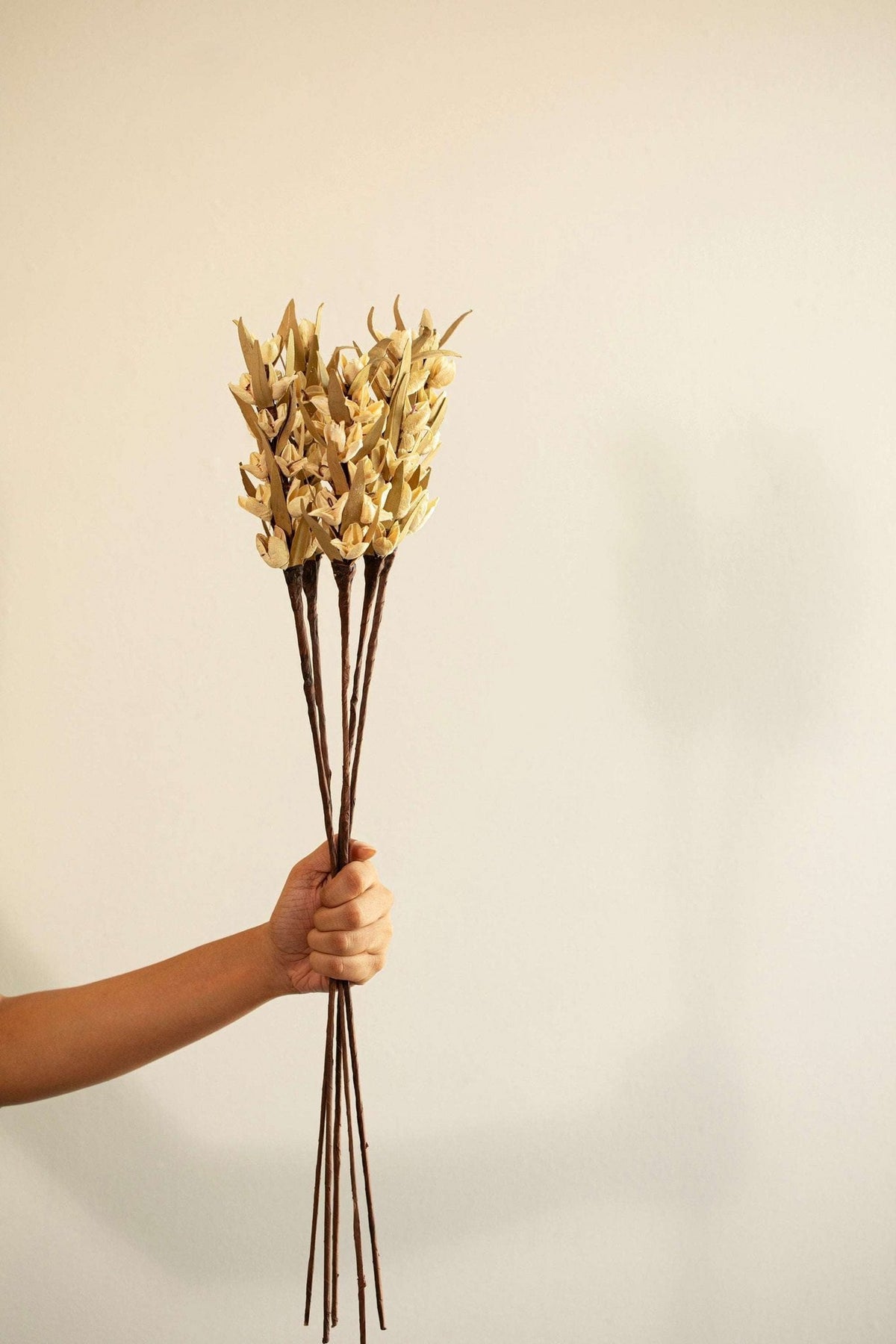 Malar Bakuli Droge Stengels – Natuurlijk – Geconserveerd Botanisch Decor – Set van 5