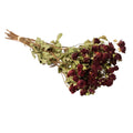 Droogbloemen - Trosrozen Natuurlijk Rood