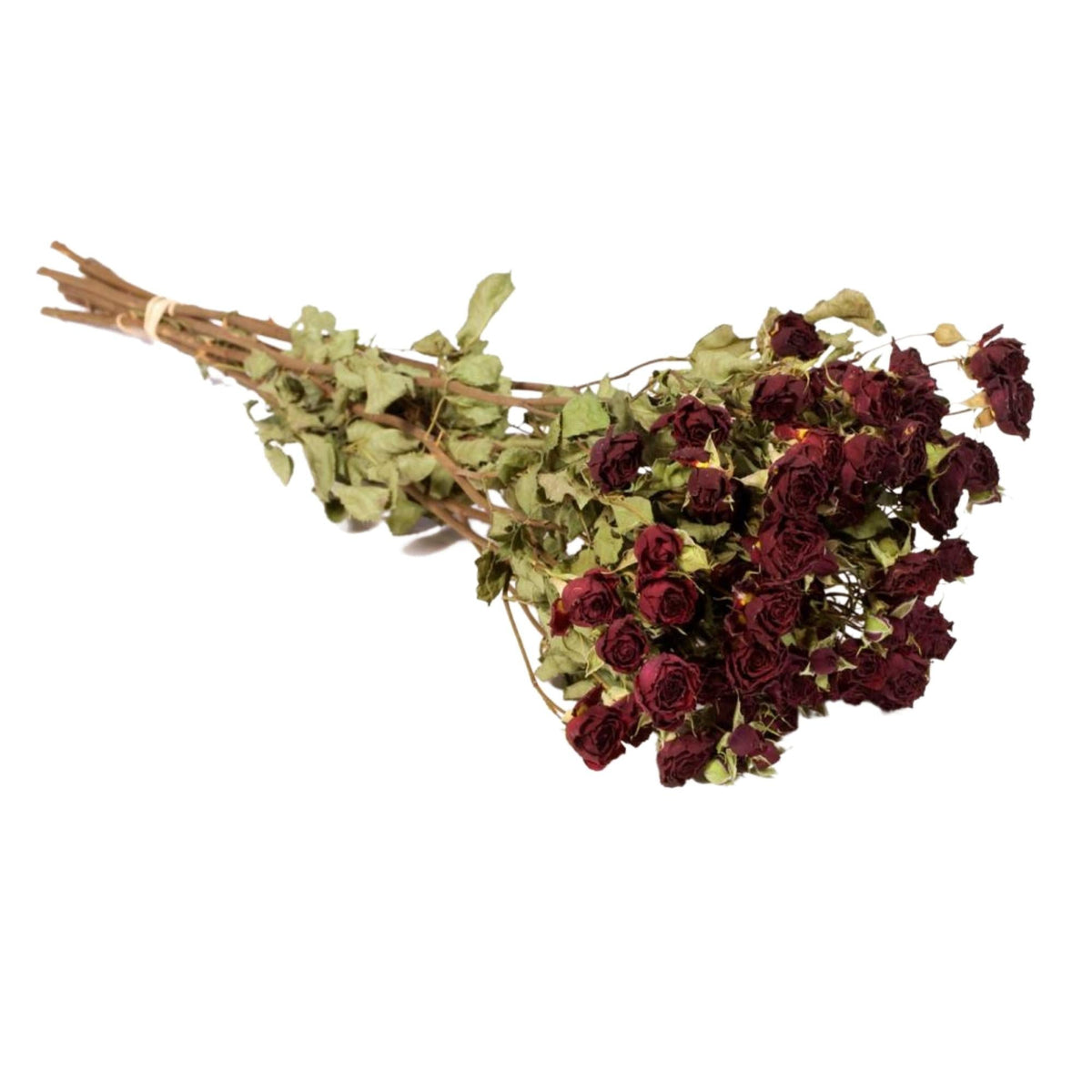 Droogbloemen - Trosrozen Natuurlijk Rood